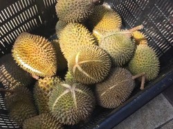 Curi 12 Buah Durian, Pria Singapura Dibui dan Didenda Rp 12 Juta