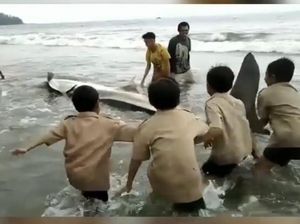 Lagi, Hiu Paus Terdampar di Pesisir Selatan Sumbar Lagi, Hiu Paus Terdampar di Pesisir Selatan Sumbar