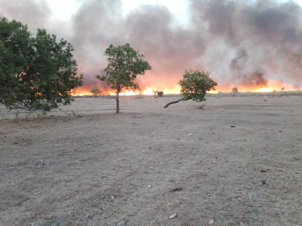 Hingga November, 450 Hektare Lahan Gunung Tambora Terbakar Hingga November, 450 Hektare Lahan Gunung Tambora Terbakar