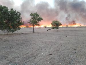 Padang Savana Gunung Tambora Terbakar