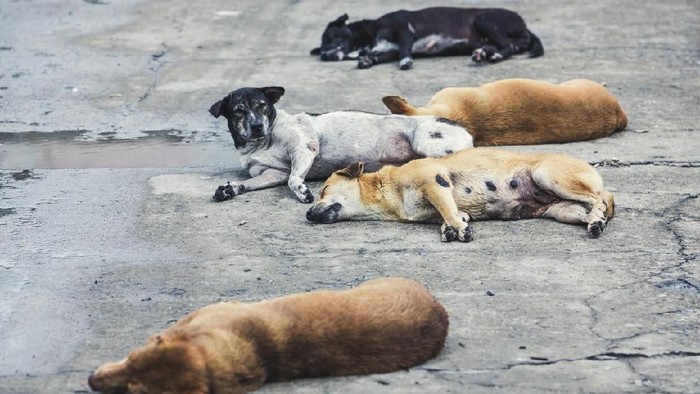 five homeless stray dogs sleeping on the street , color vintage style