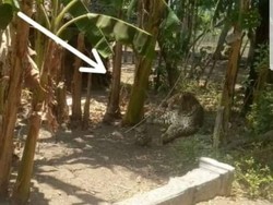 Kepala Desa Yakin Foto Macan Tutul di Sumberejo Ponorogo Hoax