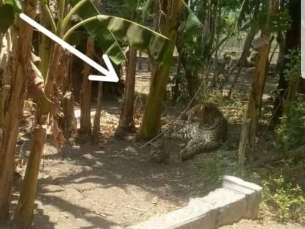 Kepala Desa Yakin Foto Macan Tutul di Sumberejo Ponorogo Hoax Kepala Desa Yakin Foto Macan Tutul di Sumberejo Ponorogo Hoax