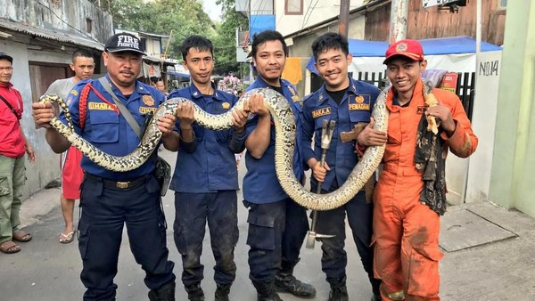 Ular Sanca 4 5 Meter Ditemukan Di Permukiman Tebet Jaksel