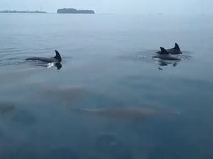 Kawanan Lumba-lumba Muncul di Kepulauan Seribu
