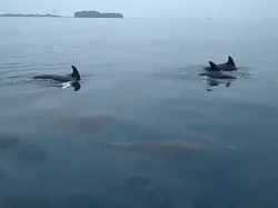 Kawanan Lumba-lumba Muncul di Kepulauan Seribu