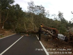 Angin Kencang Landa Malang Raya, Banyak Pohon Tumbang dan Baliho Roboh