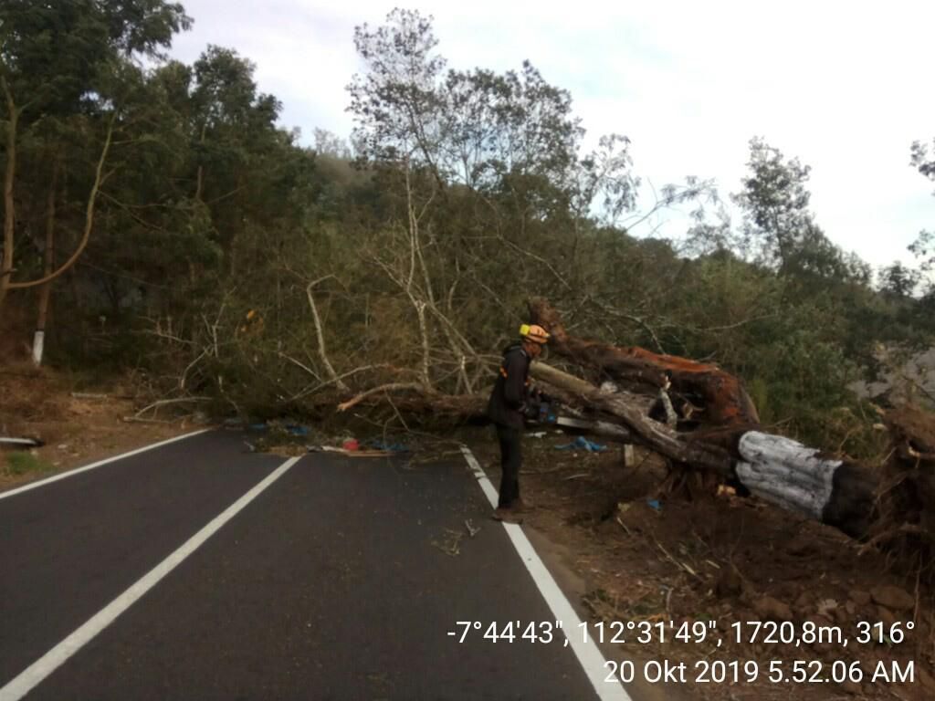 Angin Kencang Landa Malang Raya, Banyak Pohon Tumbang dan Baliho Roboh Angin Kencang Landa Malang Raya, Banyak Pohon Tumbang dan Baliho Roboh