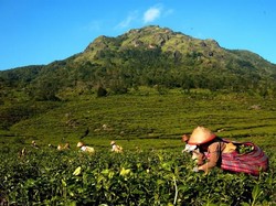 Lebih Dekat dengan Pemetik Teh Gunung Ungaran