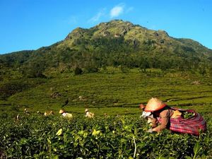 Lebih Dekat dengan Pemetik Teh Gunung Ungaran Lebih Dekat dengan Pemetik Teh Gunung Ungaran