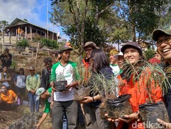 Cara TN Gunung Ciremai Lestarikan Edelwiss sang Bunga Abadi
