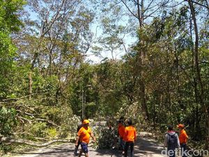 Angin Kencang Tumbangkan Pohon di Jalur Mojokerto-Batu Via Cangar