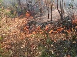 Sejumlah Titik Api di Gunung Wilis Sisi Utara Sudah Padam