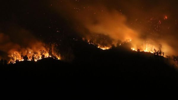 Penampakan Kobaran Api di Hutan Gunung Merapi Ungup-ungup