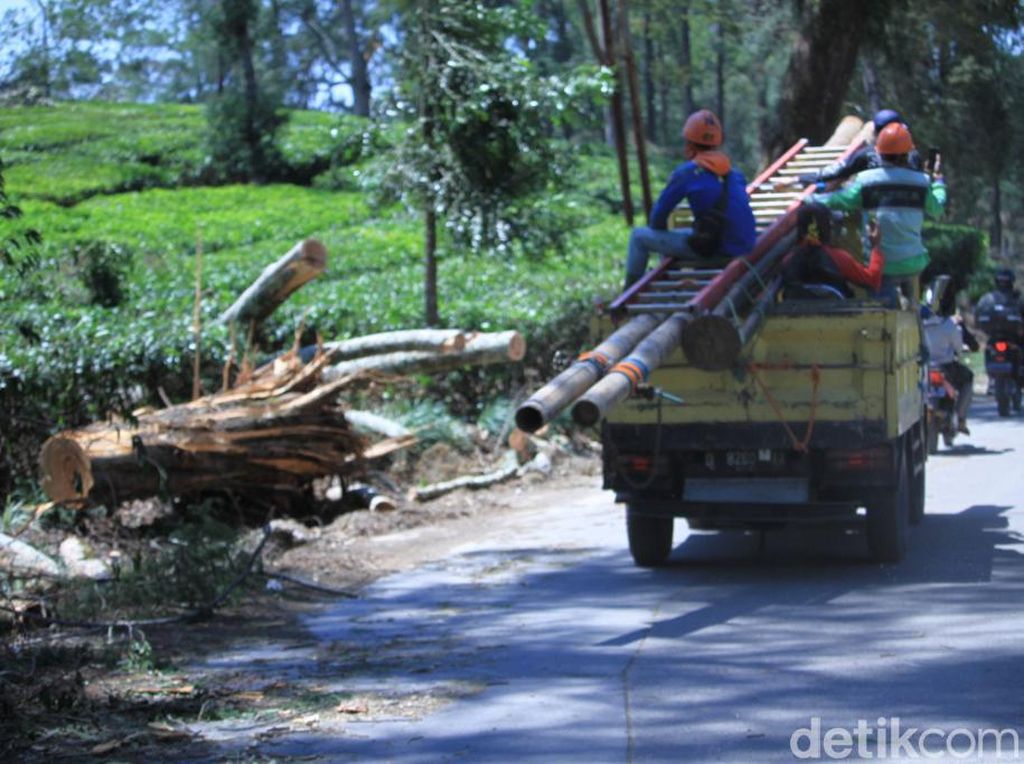 Sempat Tertutup Pohon Tumbang, Jalan Pangalengan-Kertasari Kembali Dibuka Sempat Tertutup Pohon Tumbang, Jalan Pangalengan-Kertasari Kembali Dibuka