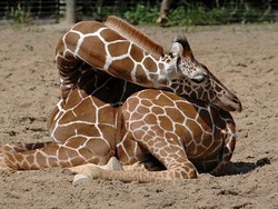 Unik! Ternyata Jerapah Bisa Tidur Sambil Berdiri