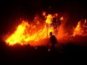 Slamet Tewas Tertimpa Cabang Pohon Saat Padamkan Hutan di Ponorogo