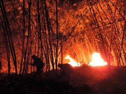 Kebakaran di Gunung Cengkik dan Sirnalanggeng Karawang Capai 50 Ha