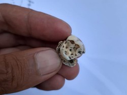 Arkeolog Temukan Gigi Manusia Prasejarah Papua