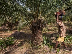 Tersinggung Masalah Kashmir, Pengusaha India Serukan Boikot Sawit Malaysia