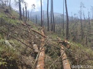 Hutan di Lereng Merbabu Nyaris Gundul Gegara Terjangan Angin Kencang