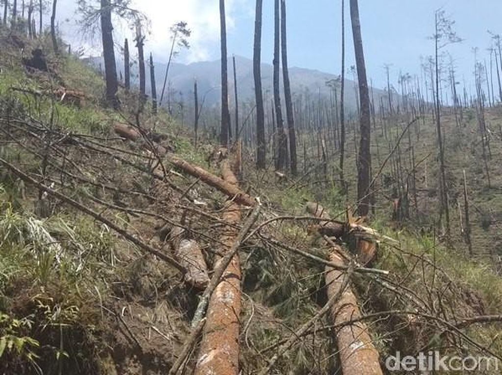 Hutan di Lereng Merbabu Nyaris Gundul Gegara Terjangan Angin Kencang Hutan di Lereng Merbabu Nyaris Gundul Gegara Terjangan Angin Kencang