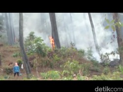 Hutan Lereng Gunung Slamet Wilayah Tegal Kembali Terbakar