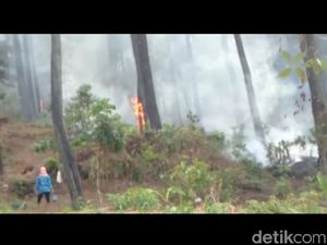 Hutan Lereng Gunung Slamet Wilayah Tegal Kembali Terbakar Hutan Lereng Gunung Slamet Wilayah Tegal Kembali Terbakar