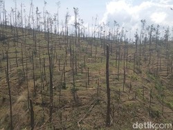 Hutan Pinus di Lereng Merbabu Rusak Diterjang Angin Kencang