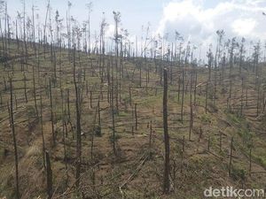 Hutan Pinus di Lereng Merbabu Rusak Diterjang Angin Kencang Hutan Pinus di Lereng Merbabu Rusak Diterjang Angin Kencang