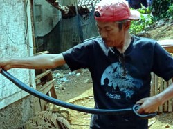Warga Nyalindung Sukabumi Geger Ular Kobra Masuk ke Rumah