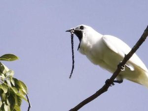 Cuitan Burung Ini Saat Kawin Lebihi Ambang Batas Rasa Sakit Manusia