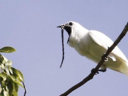 Cuitan Burung Ini Saat Kawin Lebihi Ambang Batas Rasa Sakit Manusia