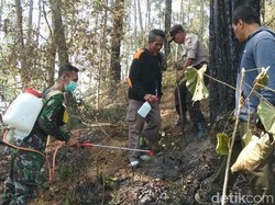 Kebakaran 8 Hektare Hutan Pinus di Trenggalek Dipastikan Padam