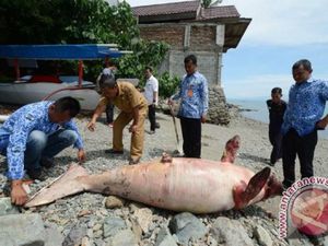 2 Ikan Duyung Mati Kena Jerat Nelayan di Maluku 2 Ikan Duyung Mati Kena Jerat Nelayan di Maluku