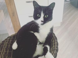 Kisah Kucing dalam Koper Saat Majikan Mau Liburan