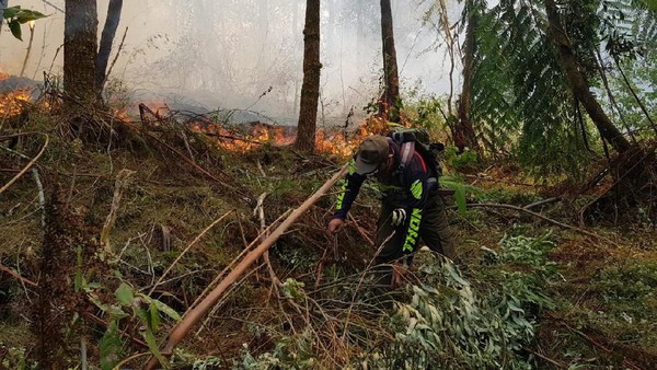 Kebakaran Di Gunung Ciremai Ludeskan Lahan 50 Hektare
