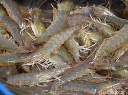 Potensi Melimpah, Selatan Sukabumi Diproyeksi Jadi Demplot Tambak Udang