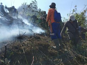 Kebakaran Hutan di Dieng Padam, 46 Hektare Lahan Hangus Kebakaran Hutan di Dieng Padam, 46 Hektare Lahan Hangus