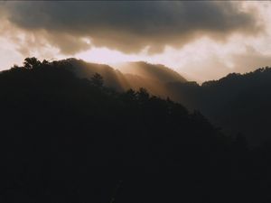 light in the forest atmosphere light in the forest atmosphere