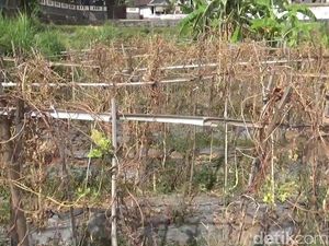 Jerit Petani Sayuran di Pasuruan yang Dilanda Kekeringan
