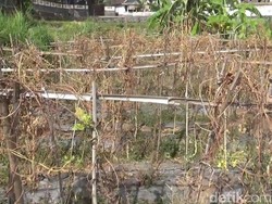 Jerit Petani Sayuran di Pasuruan yang Dilanda Kekeringan