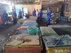 Polisi Gagalkan Penyelundupan 1.500 Ekor Belangkas di Riau