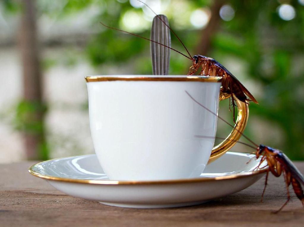 Hi..! Kopi Bubuk Bisa Tercampur dengan Kecoa yang Tak Sengaja Tergiling Hi..! Kopi Bubuk Bisa Tercampur dengan Kecoa yang Tak Sengaja Tergiling
