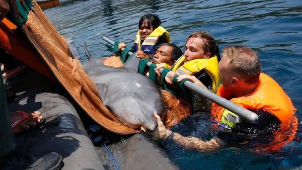 Foto: Menyelamatkan Lumba-lumba dari Hotel di Bali
