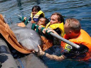 Kisah Penyelamatan 4 Lumba-lumba dari Kolam Renang Hotel di Bali