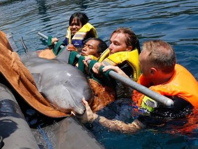Foto: Menyelamatkan Lumba-lumba dari Hotel di Bali