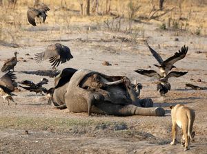 Terbesar di Sejarah Zimbabwe, Ribuan Hewan Direlokasi Akibat Kekeringan