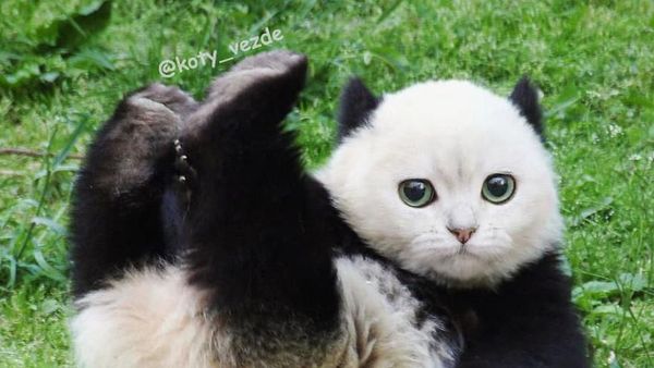 Gemas! Begini Jadinya Kalau Semua Hewan Berwajah Kucing