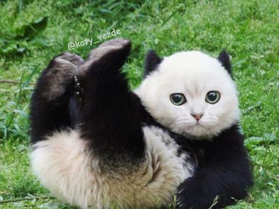 Gemas! Begini Jadinya Kalau Semua Hewan Berwajah Kucing